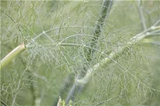 Foeniculum vulgare - Gewöhnlicher Fenchel Foeniculum vulgare - Gewöhnlicher Fenchel
