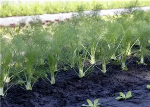 Foeniculum vulgare var. azoricum - Gemüse-Fenchel