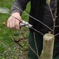 - Obstbaumschnitt im Winter  - Obstbaumschnitt im Winter
