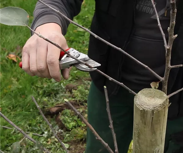 - Obstbaumschnitt im Winter  - Obstbaumschnitt im Winter