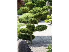 Formgehölze - Formgehölze Formgehölze - Formgehölze