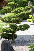 Formgehölze - Formgehölze Formgehölze - Formgehölze