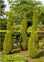 Formgehölze - Formgehölze Formgehölze - Formgehölze
