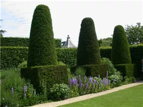 Formgehölze - Formgehölze Formgehölze - Formgehölze