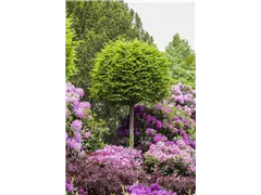 Formgehölze, Stamm - Formgehölze, Stamm Formgehölze, Stamm - Formgehölze, Stamm