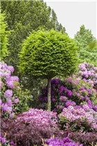 Formgehölze, Stamm - Formgehölze, Stamm Formgehölze, Stamm - Formgehölze, Stamm