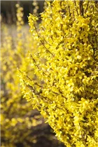 Forsythia x intermedia 'Week End'® - Forsythie 'Week End'®