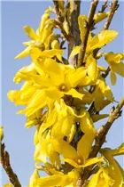 Forsythia x intermedia 'Week End'® - Forsythie 'Week End'®