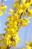 Forsythia x intermedia 'Week End'® - Forsythie 'Week End'®