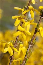 Forsythia x intermedia 'Week End'® - Forsythie 'Week End'®