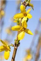 Forsythia x intermedia 'Week End'® - Forsythie 'Week End'®