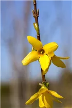 Forsythia x intermedia 'Week End'® - Forsythie 'Week End'®