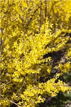 Forsythia x intermedia 'Week End'® - Forsythie 'Week End'®