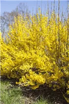 Forsythia x intermedia 'Week End'® - Forsythie 'Week End'®