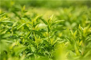 Forsythia x intermedia 'Week End'® - Forsythie 'Week End'®