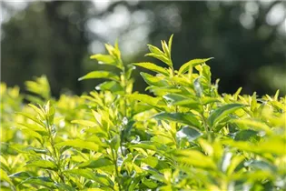 Forsythia x intermedia 'Week End'® - Forsythie 'Week End'®