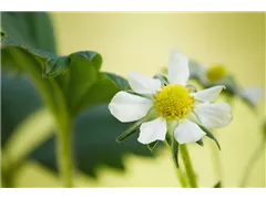 Fragaria x ananassa 'Elan' - Erdbeere 'Elan' Fragaria x ananassa 'Elan' - Erdbeere 'Elan'