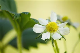 Fragaria x ananassa 'Elan' - Erdbeere 'Elan' Fragaria x ananassa 'Elan' - Erdbeere 'Elan'