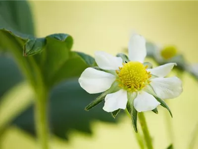 Fragaria x ananassa 'Elan' - Erdbeere 'Elan' Fragaria x ananassa 'Elan' - Erdbeere 'Elan'