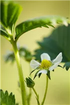 Fragaria x ananassa 'Elan' - Erdbeere 'Elan' Fragaria x ananassa 'Elan' - Erdbeere 'Elan'