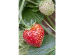 Fragaria x ananassa 'Senga®-Sengana®' - Erdbeere 'Senga®-Sengana®' Fragaria x ananassa 'Senga®-Sengana®' - Erdbeere 'Senga®-Sengana®'
