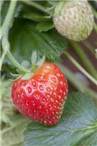 Fragaria x ananassa - Garten-Erdbeere Fragaria x ananassa - Garten-Erdbeere
