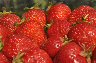 Fragaria x ananassa 'Senga®-Sengana®' - Erdbeere 'Senga®-Sengana®' Fragaria x ananassa 'Senga®-Sengana®' - Erdbeere 'Senga®-Sengana®'