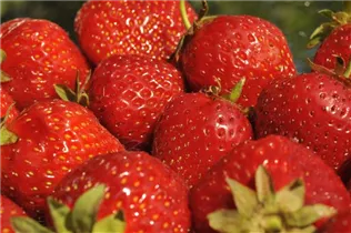 Fragaria x ananassa 'Senga®-Sengana®' - Erdbeere 'Senga®-Sengana®' Fragaria x ananassa 'Senga®-Sengana®' - Erdbeere 'Senga®-Sengana®'
