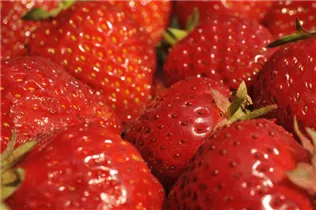 Fragaria x ananassa 'Senga®-Sengana®' - Erdbeere 'Senga®-Sengana®' Fragaria x ananassa 'Senga®-Sengana®' - Erdbeere 'Senga®-Sengana®'