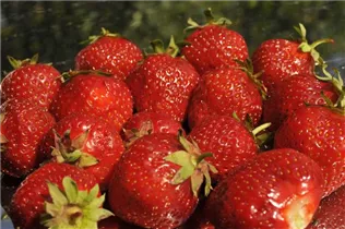 Fragaria x ananassa 'Senga®-Sengana®' - Erdbeere 'Senga®-Sengana®' Fragaria x ananassa 'Senga®-Sengana®' - Erdbeere 'Senga®-Sengana®'