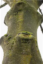 Fraxinus excelsior - Gemeine Esche