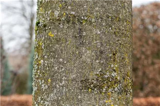 Fraxinus excelsior - Gemeine Esche