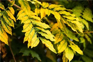 Fraxinus excelsior - Gemeine Esche