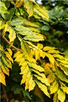 Fraxinus excelsior - Gemeine Esche