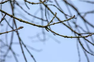 Fraxinus excelsior - Gemeine Esche