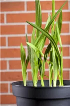 Freesia - Freesie Freesia - Freesie