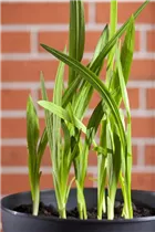 Freesia - Freesie Freesia - Freesie