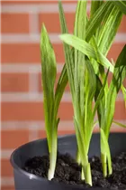 Freesia - Freesie Freesia - Freesie