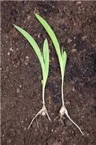 Freesia - Freesie Freesia - Freesie