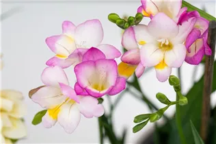 Freesia - Freesie Freesia - Freesie