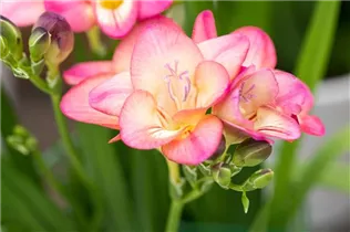 Freesia - Freesie Freesia - Freesie