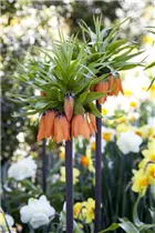 Fritillaria imperialis - Kaiserkrone Fritillaria imperialis - Kaiserkrone