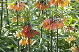 Fritillaria imperialis - Kaiserkrone Fritillaria imperialis - Kaiserkrone