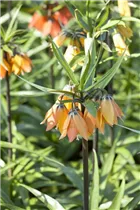 Fritillaria imperialis - Kaiserkrone Fritillaria imperialis - Kaiserkrone