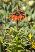 Fritillaria imperialis - Kaiserkrone Fritillaria imperialis - Kaiserkrone