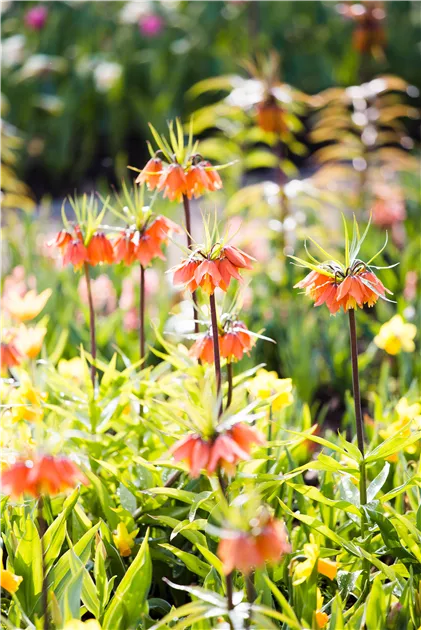 Kaiser-Kronen Zwiebeln (Fritillaria) – 8 Knollen, Mehrjährig, Winterhart, Seltene Gartenpflanzen