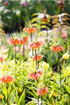Fritillaria imperialis - Kaiserkrone Fritillaria imperialis - Kaiserkrone