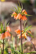Fritillaria imperialis - Kaiserkrone Fritillaria imperialis - Kaiserkrone