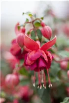 Fuchsia 'Jollies'® - Fuchsie 'Jollies'®