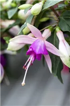 Fuchsia 'Jollies'® - Fuchsie 'Jollies'®